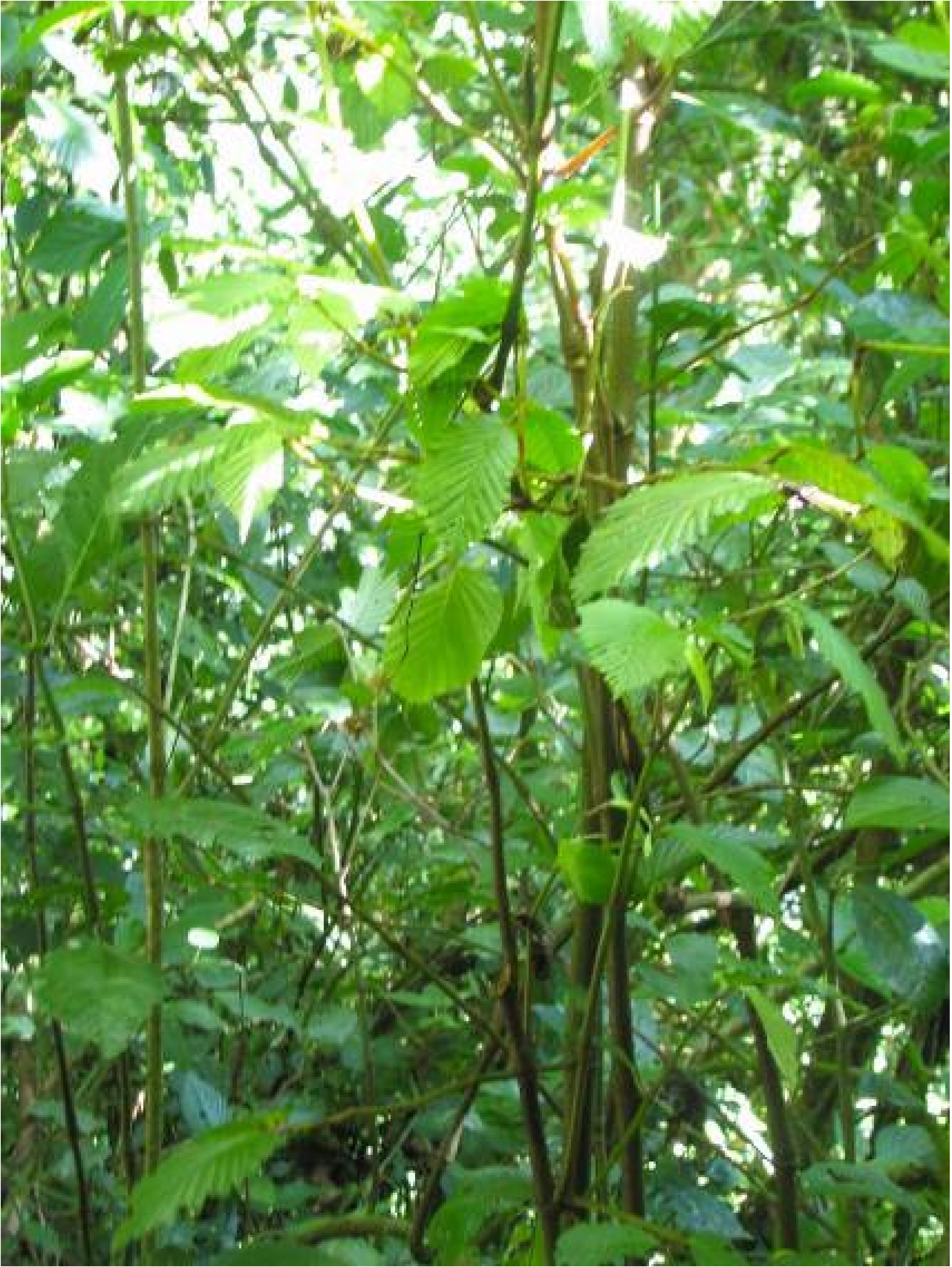 B. convallariodora